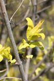 Lonicera tatarica. Часть ветви с подмёрзшим молодым побегом. Санкт-Петербург, Кировский р-н, в придомовом озеленении. 25.04.2020.