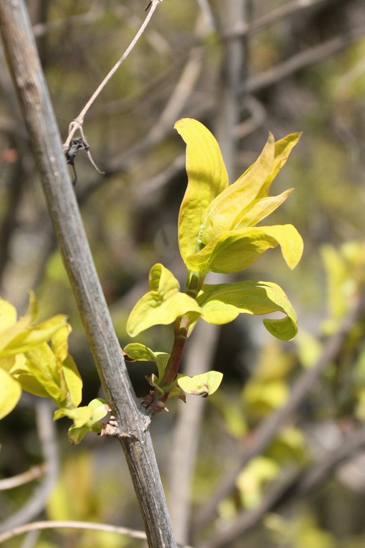 Изображение особи Lonicera tatarica.