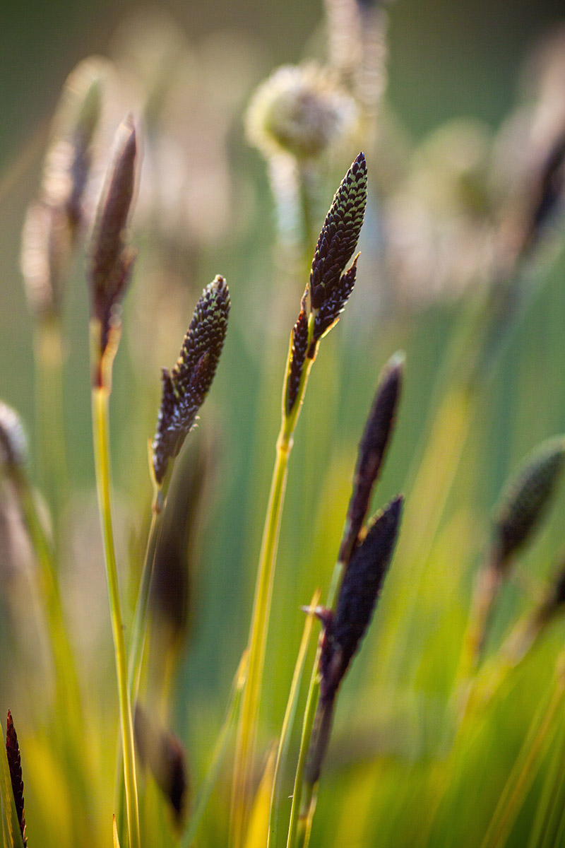 Изображение особи Carex cespitosa.