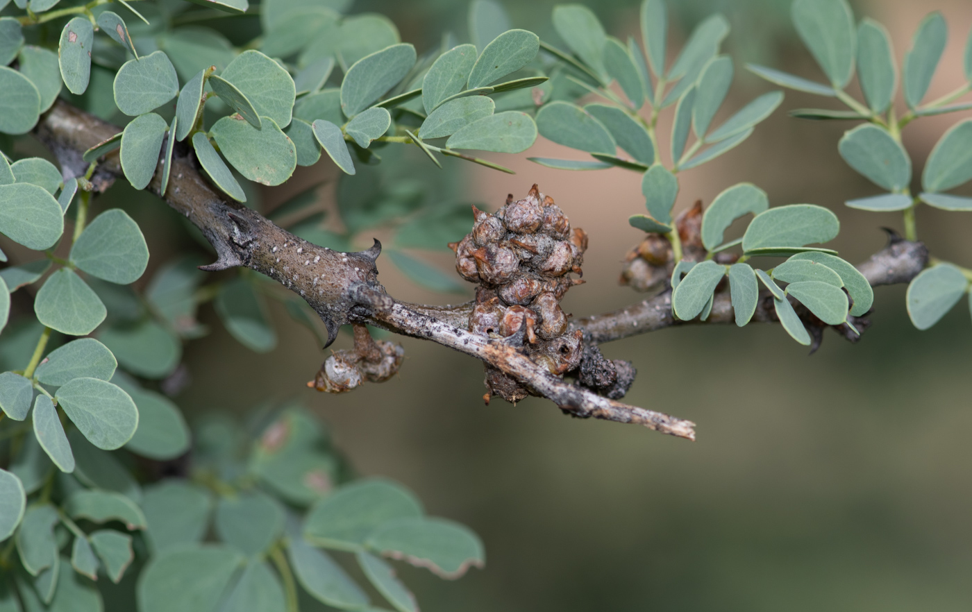 Изображение особи Senegalia mellifera.