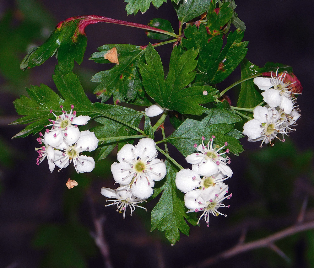 Image of Crataegus monogyna specimen.