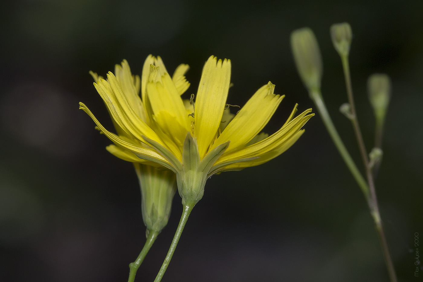 Image of Crepis pulchra specimen.