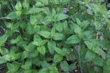 Clinopodium vulgare