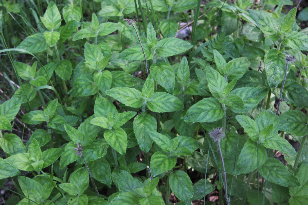 Image of Clinopodium vulgare specimen.