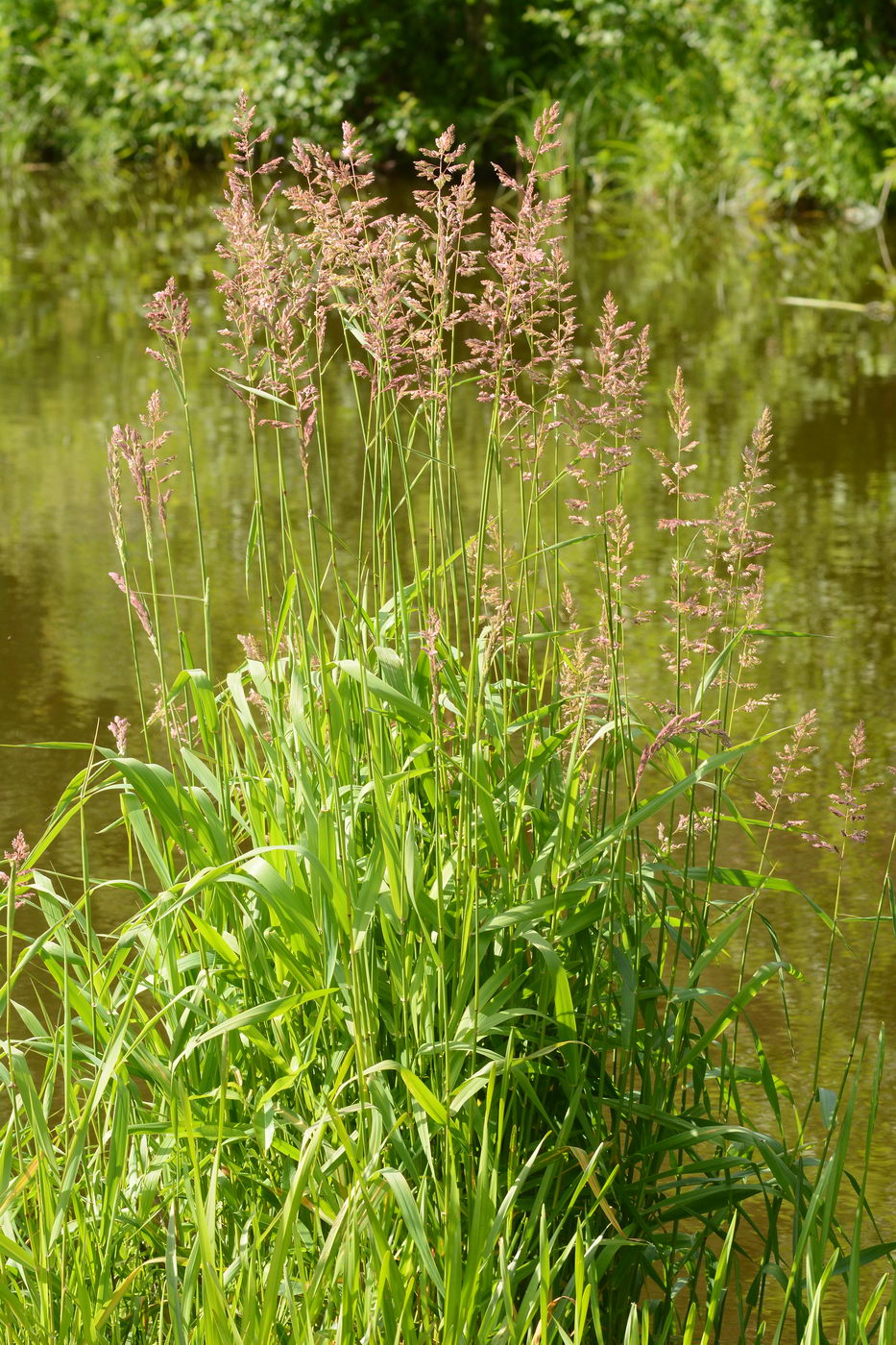 Image of Phalaroides arundinacea specimen.