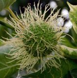 Maclura pomifera