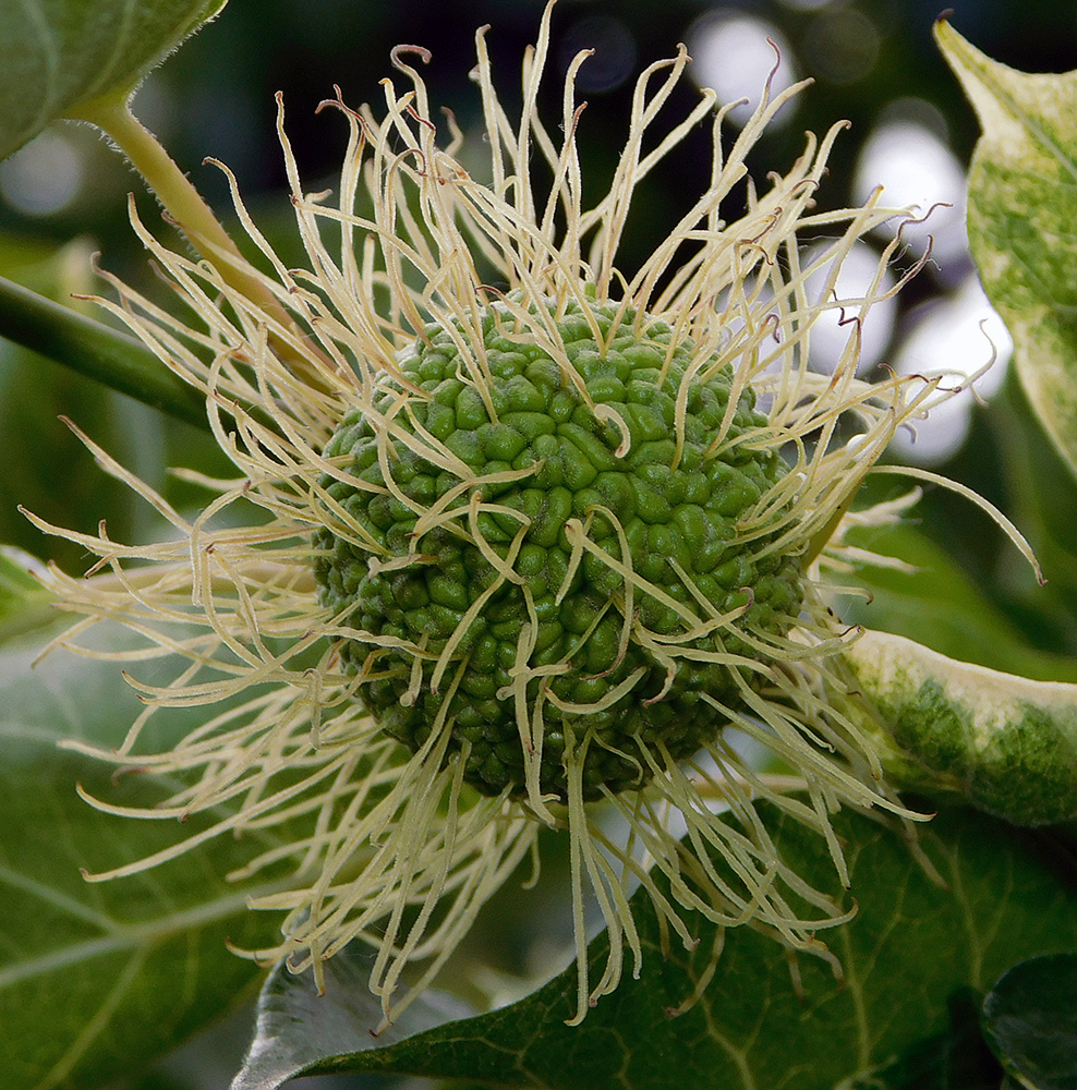 Изображение особи Maclura pomifera.