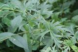 Aconitum baicalense