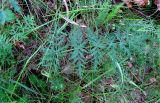 Pimpinella saxifraga