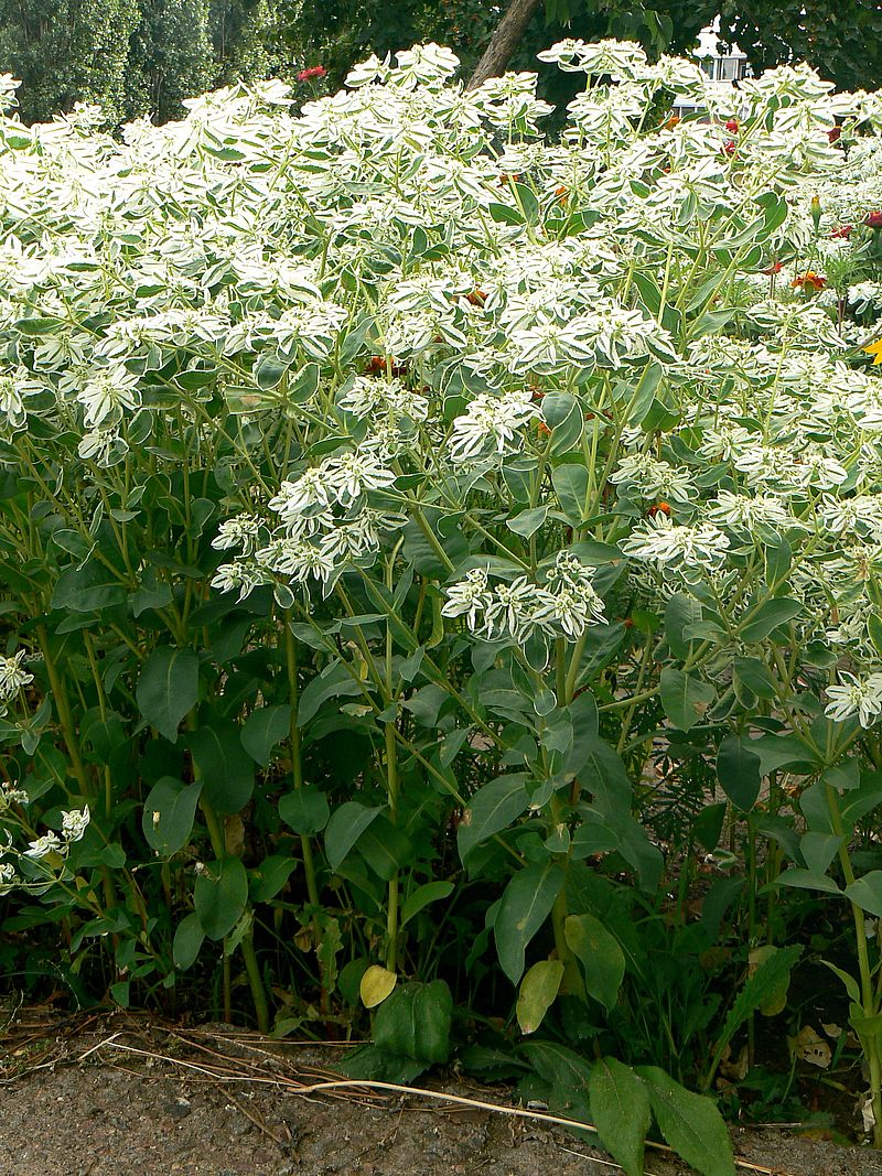 Image of Euphorbia marginata specimen.