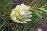 Protea lanceolata