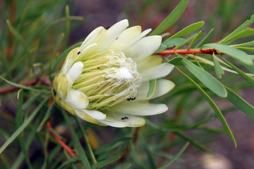 Image of Protea lanceolata specimen.