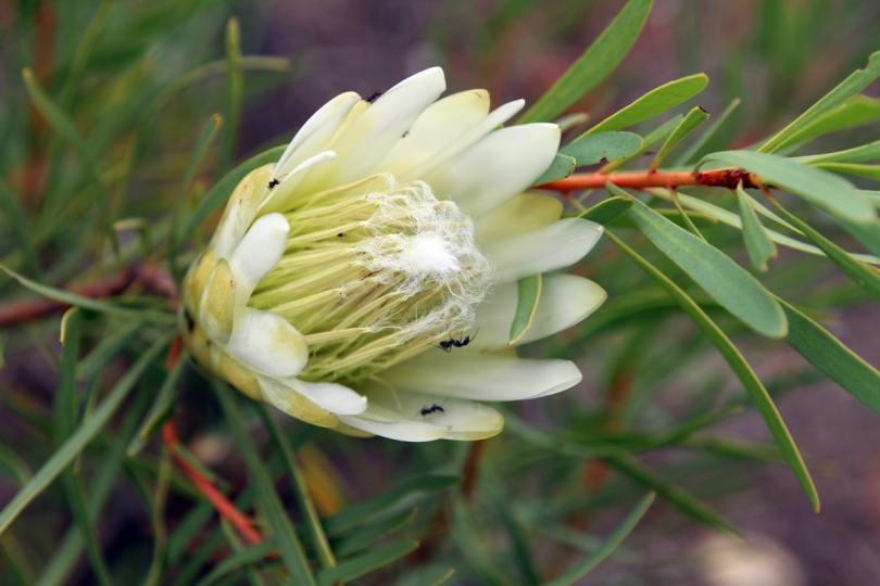 Изображение особи Protea lanceolata.