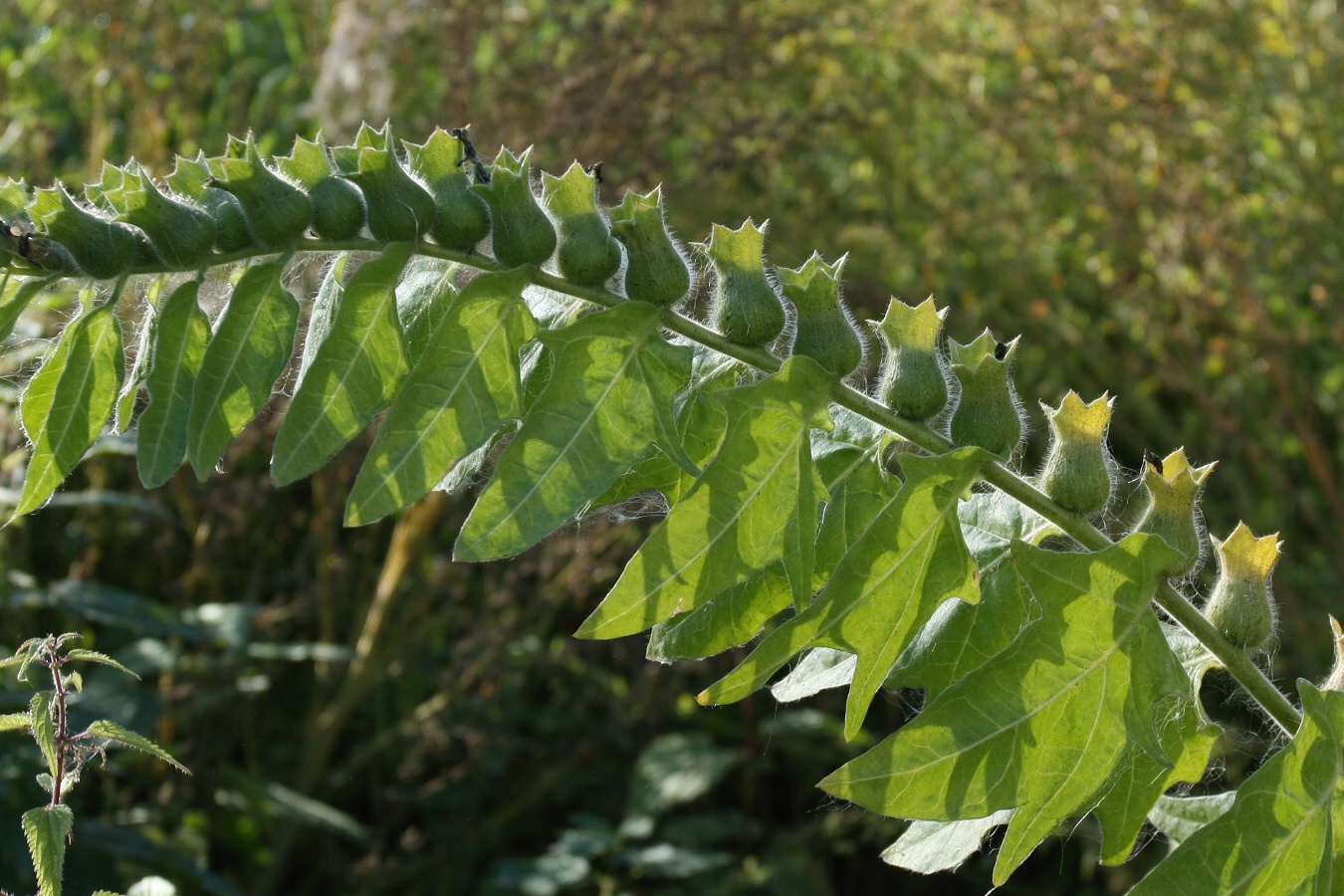 Изображение особи Hyoscyamus niger.