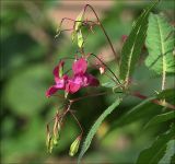 Impatiens glandulifera