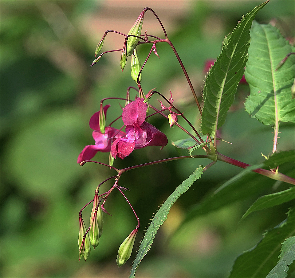 Image of Impatiens glandulifera specimen.