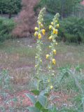 Verbascum phlomoides