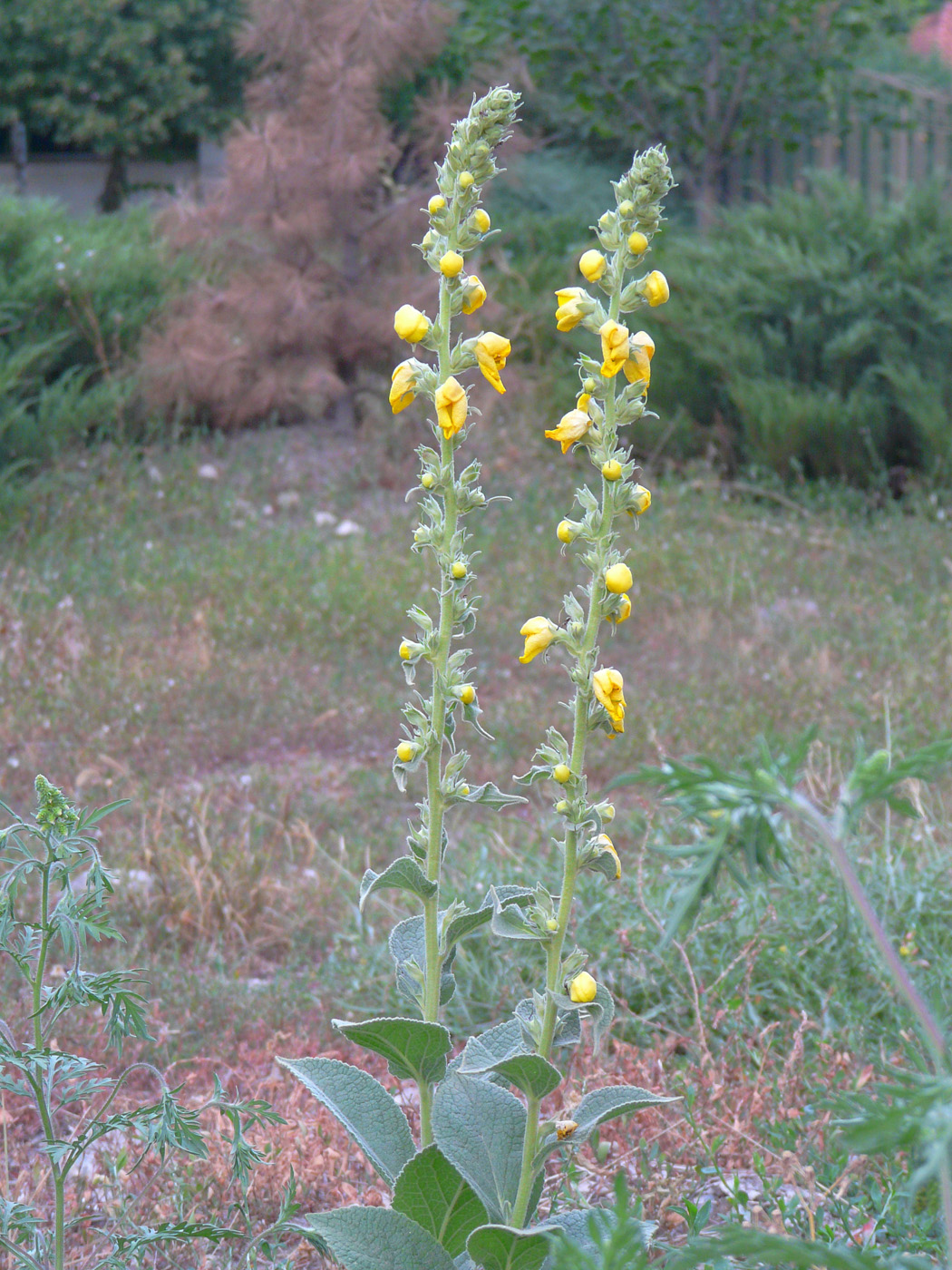 Изображение особи Verbascum phlomoides.