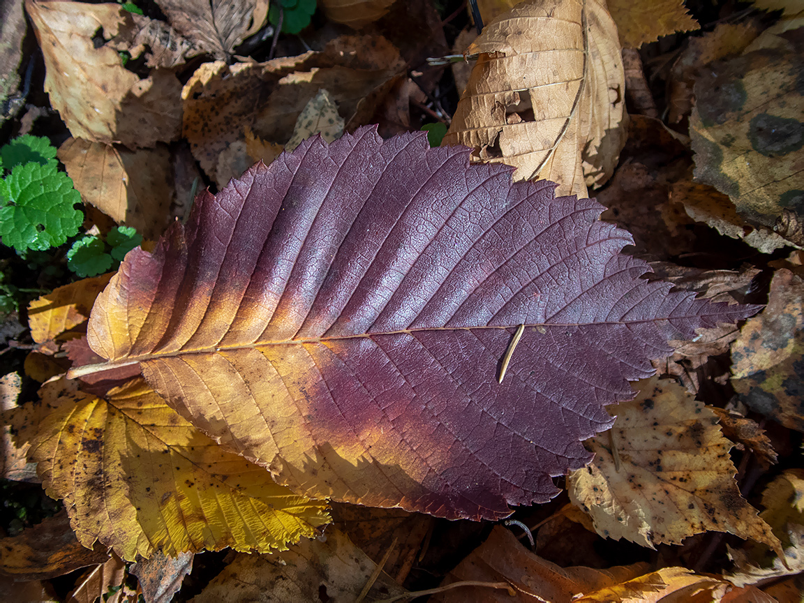 Изображение особи Ulmus laevis.