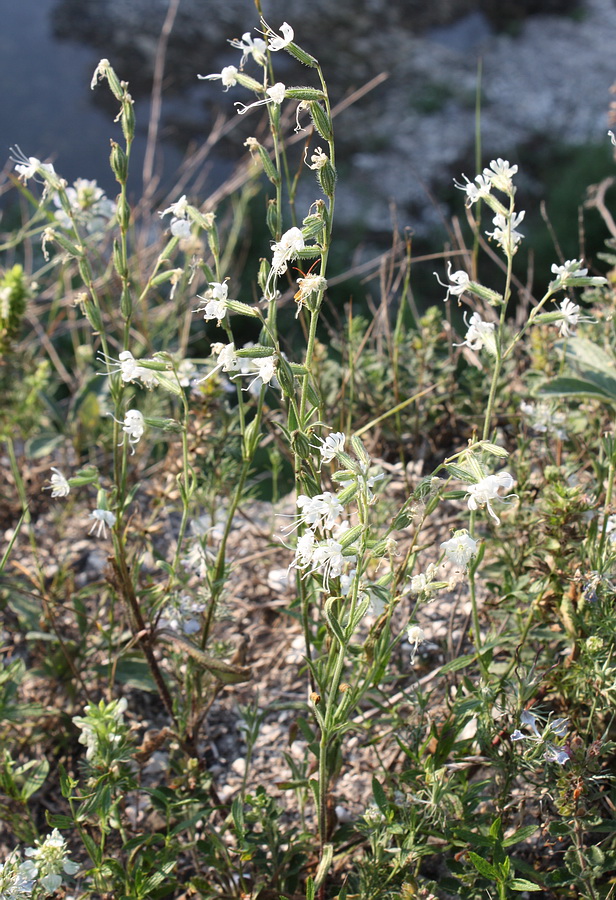 Изображение особи Silene dichotoma.