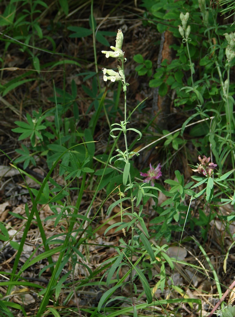 Image of Silene amoena specimen.