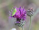 Centaurea scabiosa. Соцветия с сидящим кузнечиком. Саратовская обл., Хвалынский р-н, окр. г. Хвалынск, Хвалынский горнолыжный курорт, луг на склоне горы. 18.06.2019.