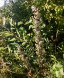 Malus &times; purpurea