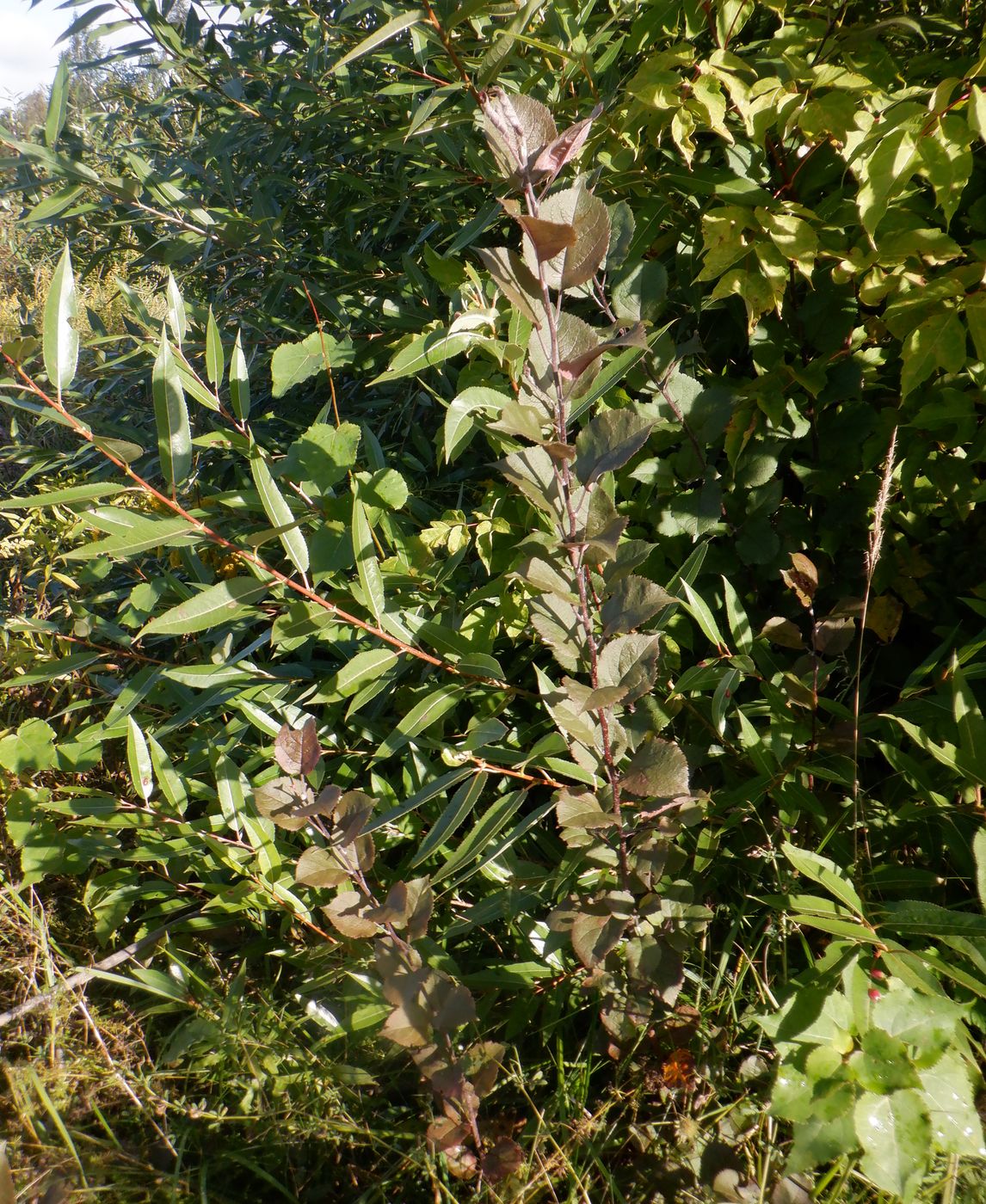 Image of Malus × purpurea specimen.