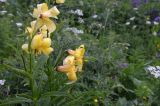 Lilium kesselringianum