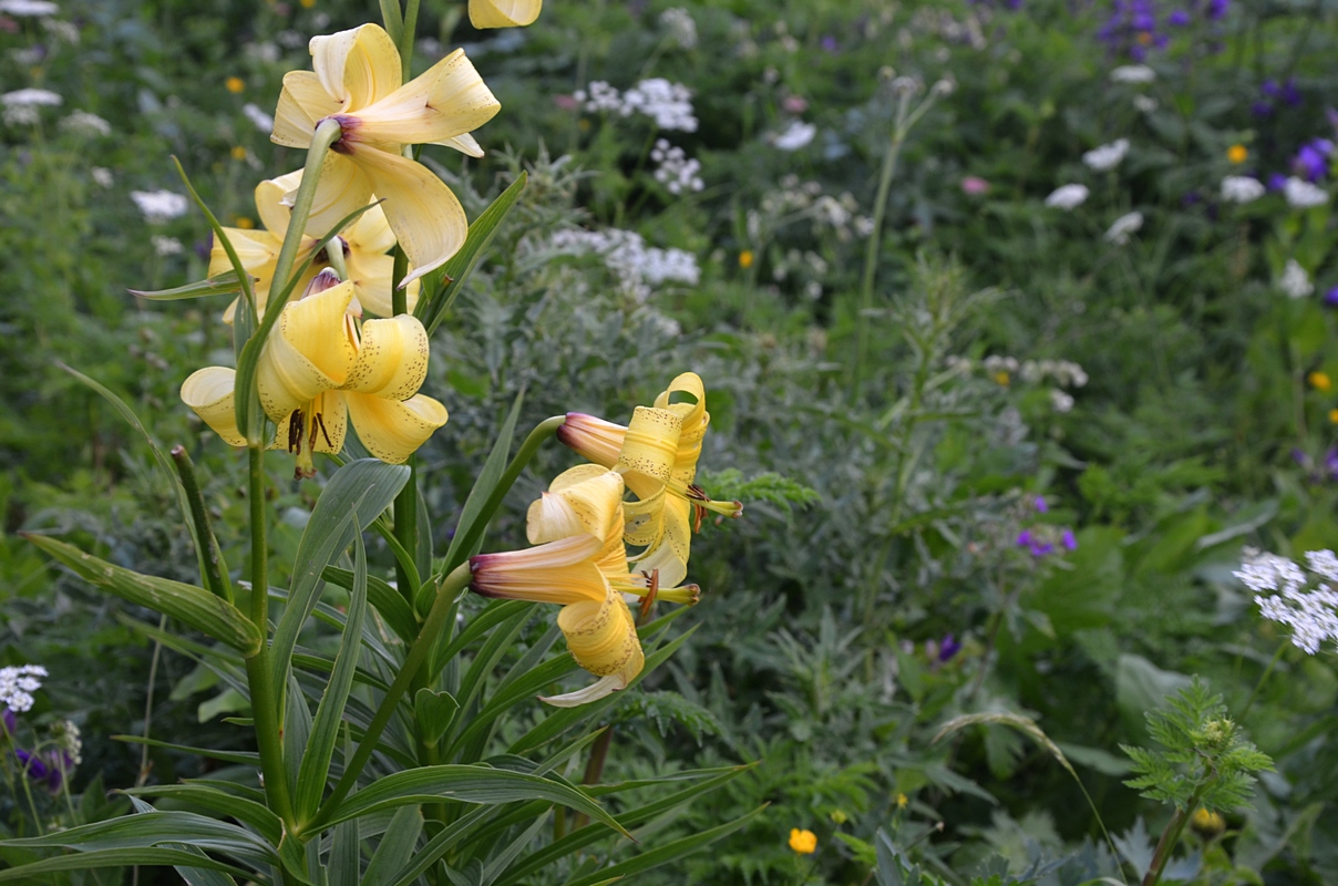 Изображение особи Lilium kesselringianum.