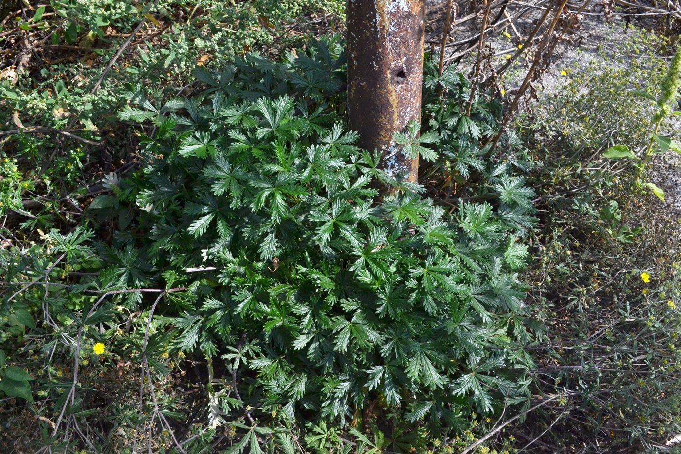 Image of genus Potentilla specimen.