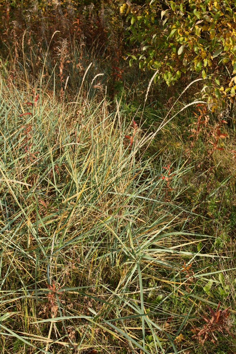 Image of Leymus arenarius specimen.