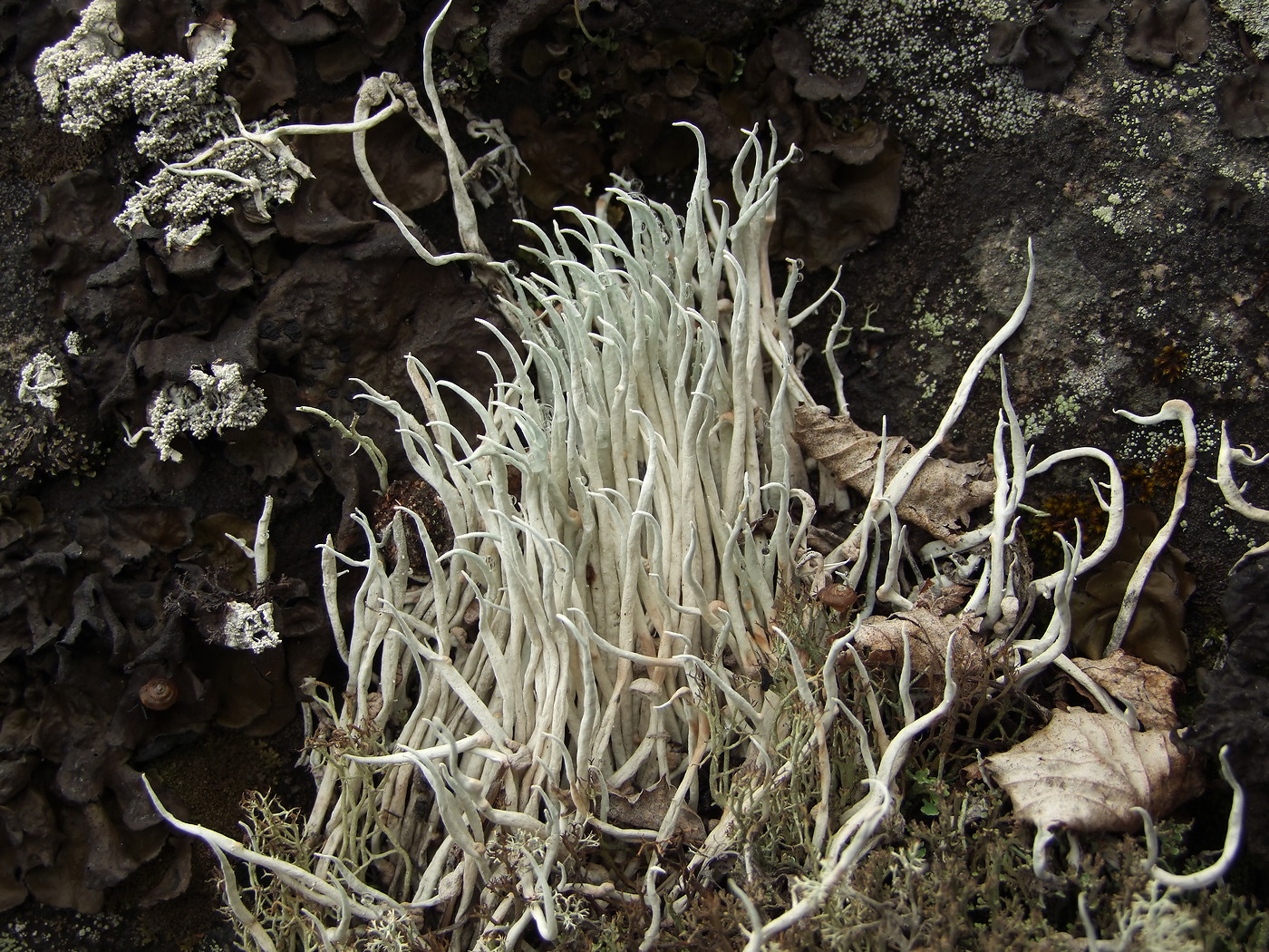 Image of Thamnolia vermicularis specimen.