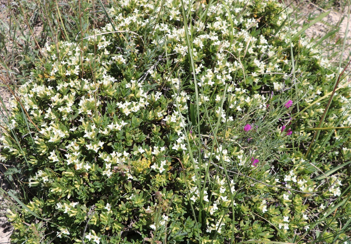 Image of Daphne kurdica specimen.