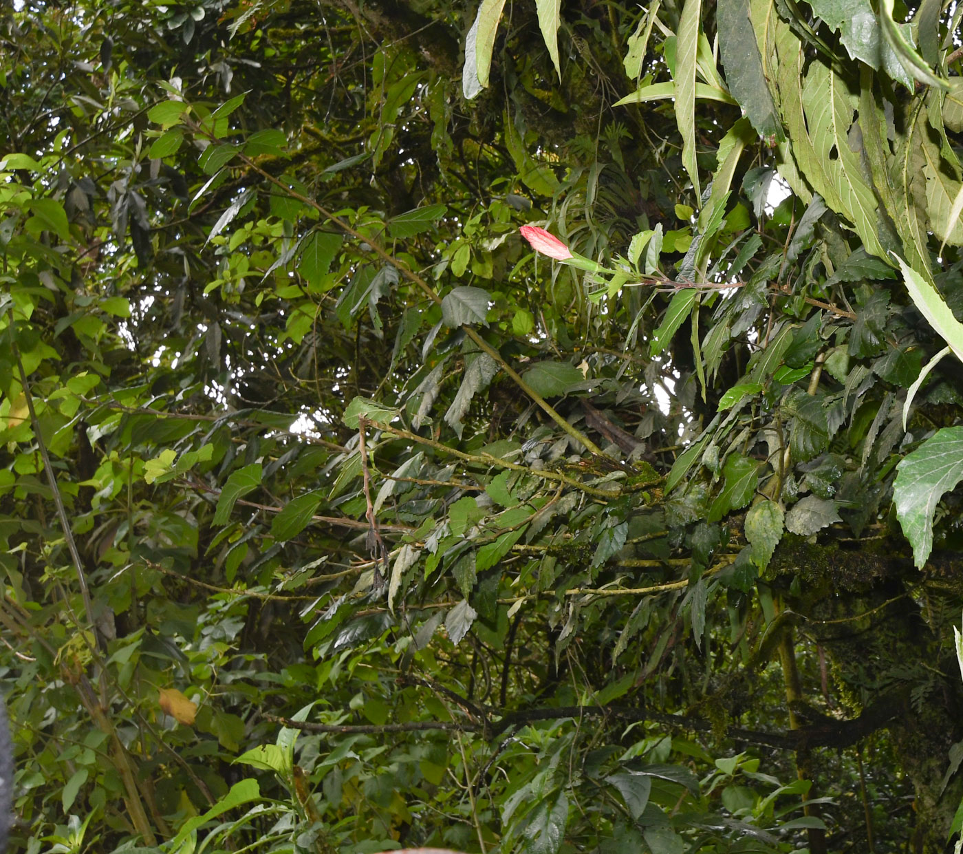 Image of Hibiscus rosa-sinensis specimen.