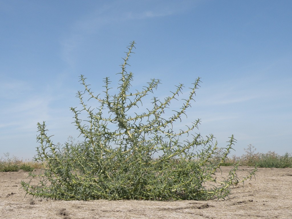 Image of Salsola soda specimen.