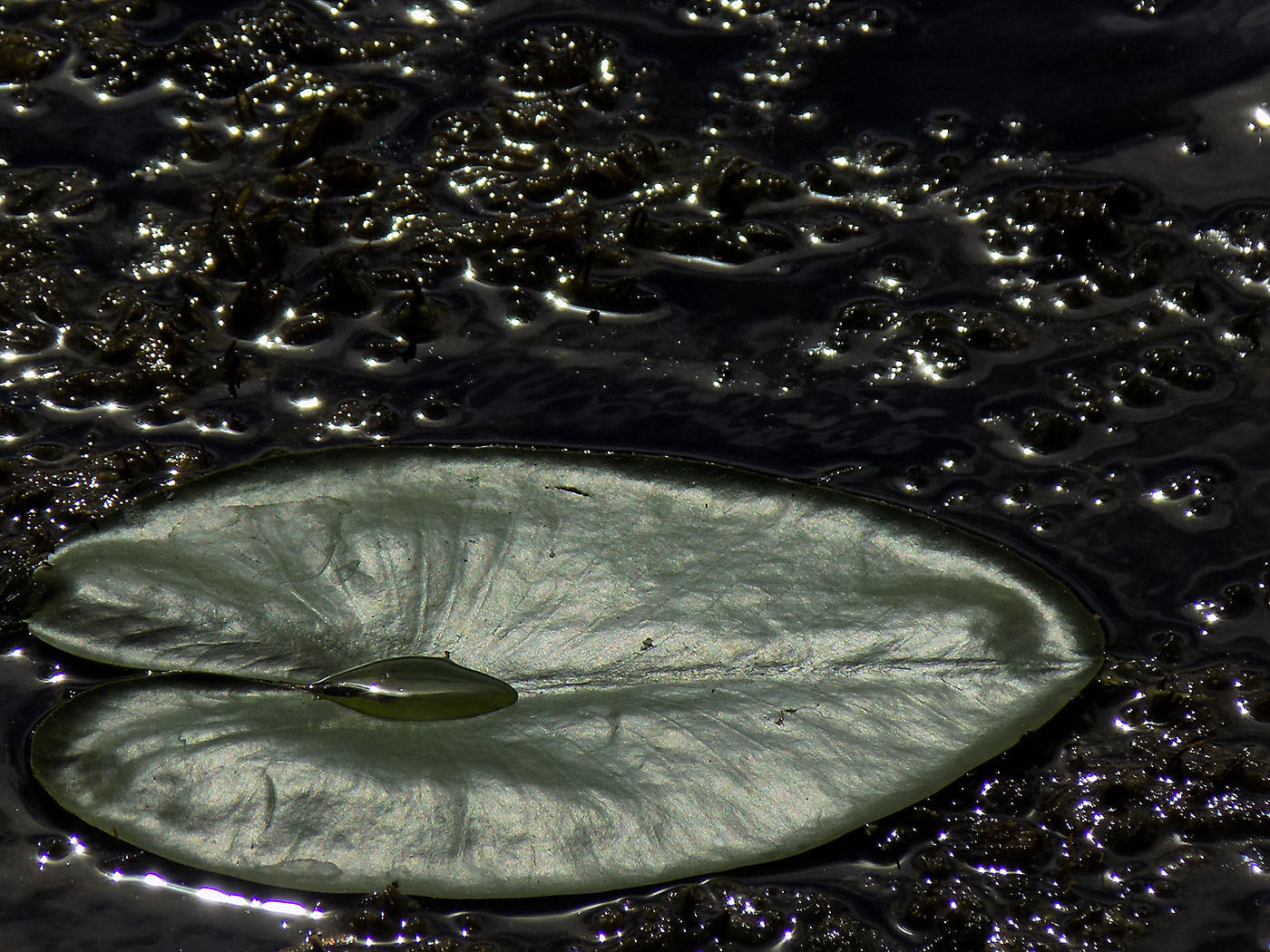 Image of Nuphar lutea specimen.