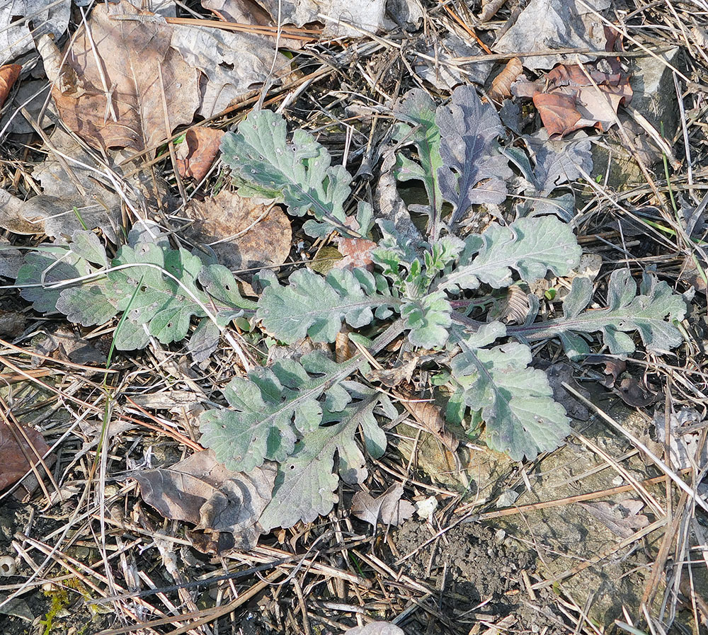 Изображение особи Scabiosa bipinnata.