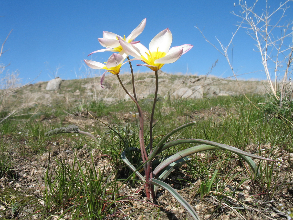 Image of Tulipa bifloriformis specimen.