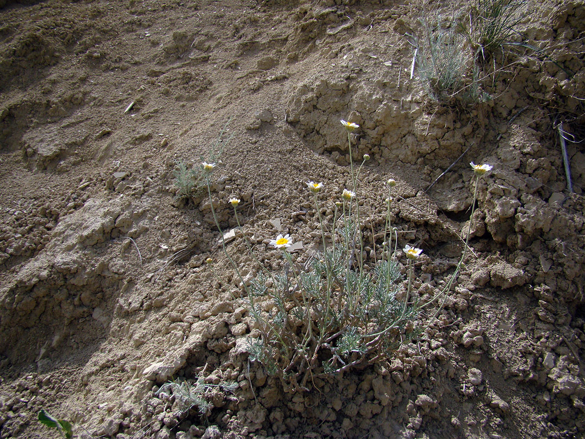 Image of Richteria sussamyrensis specimen.
