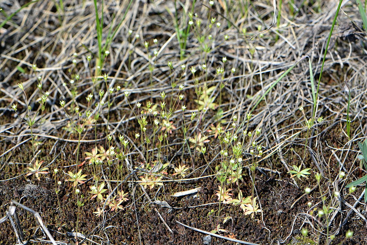 Image of Androsace elongata specimen.