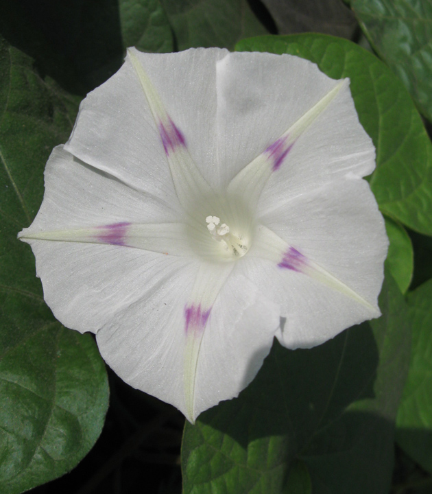 Изображение особи Ipomoea purpurea.