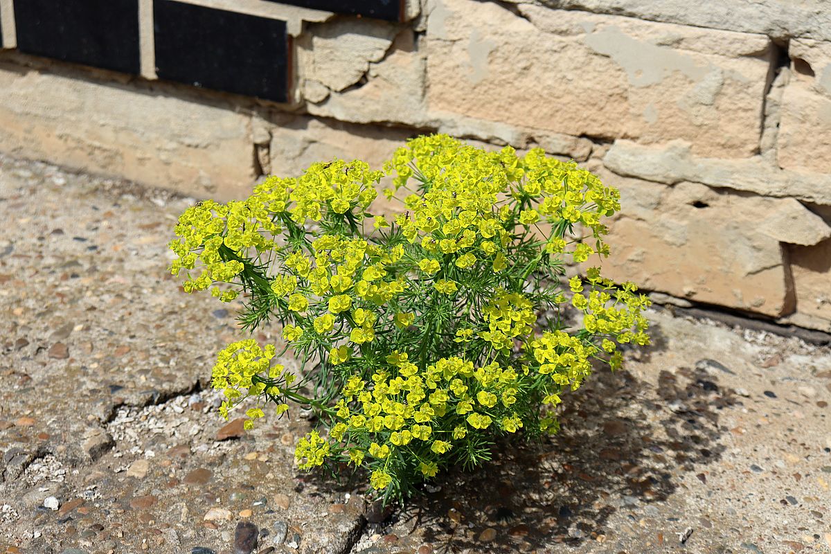 Изображение особи Euphorbia cyparissias.