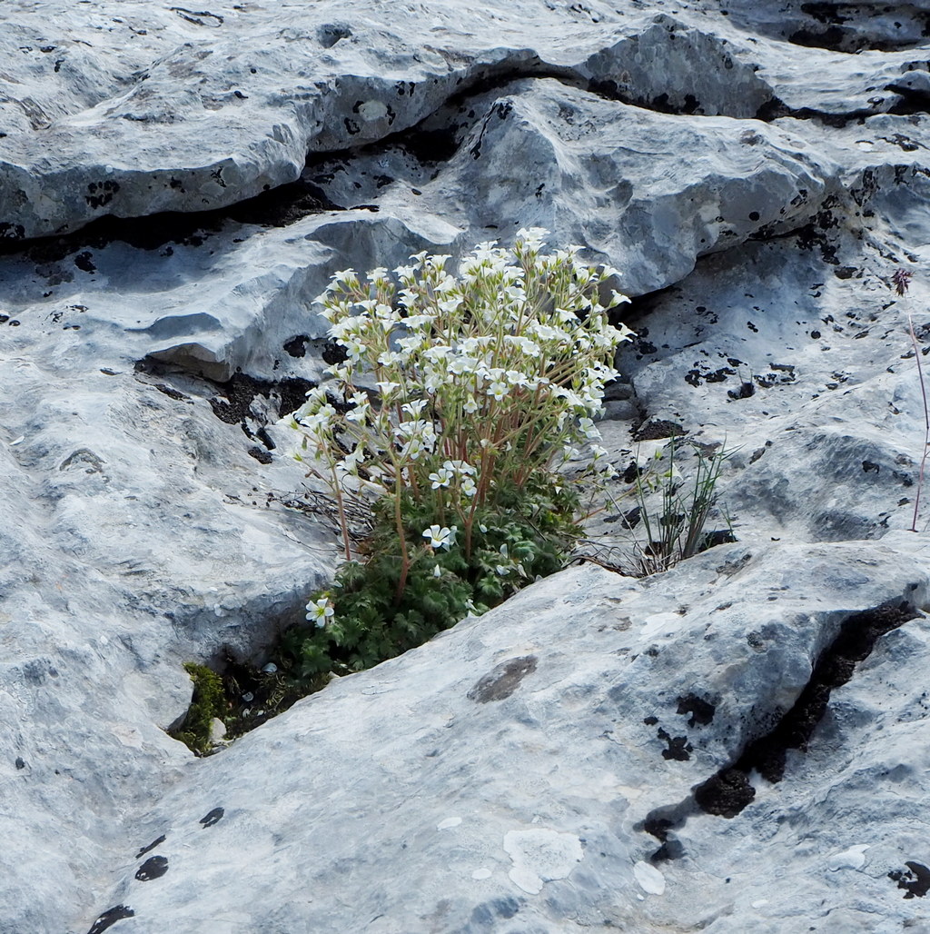 Изображение особи Saxifraga irrigua.