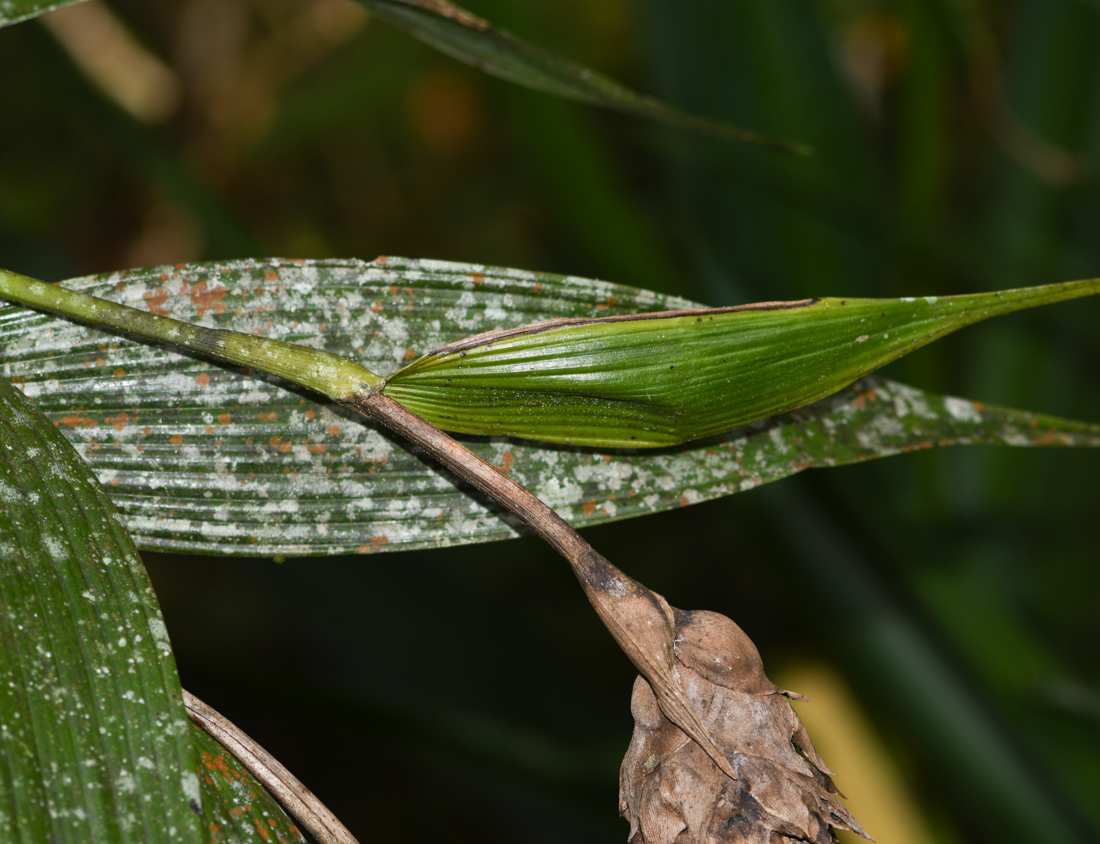 Image of Elleanthus capitatus specimen.