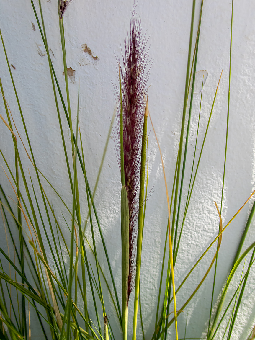 Изображение особи Pennisetum setaceum.