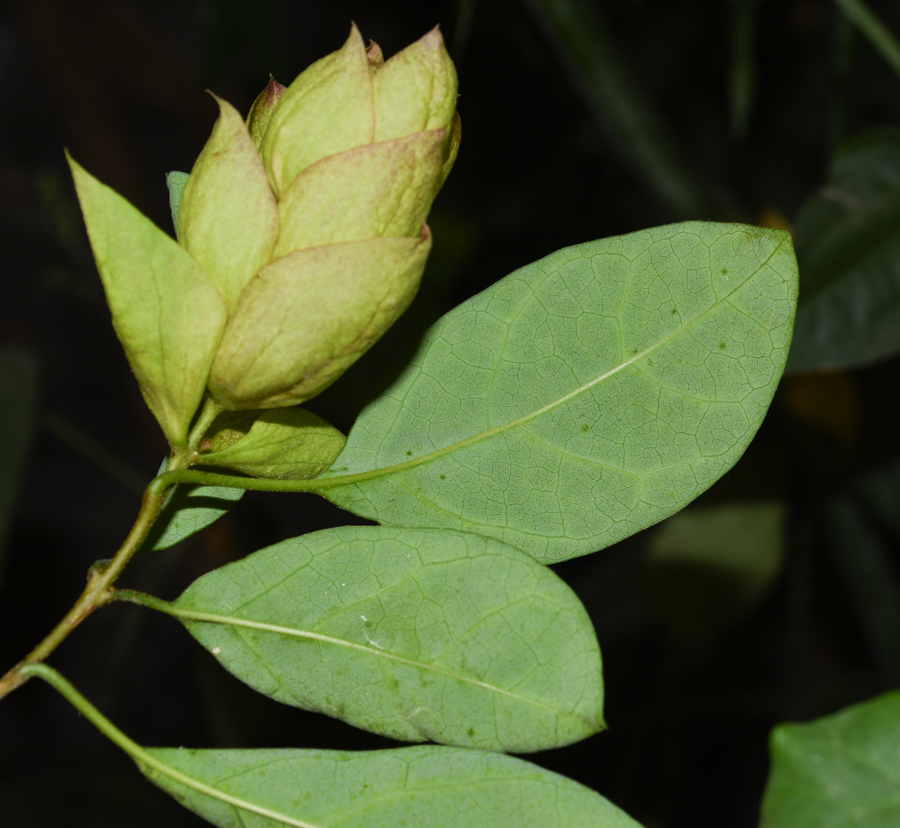 Изображение особи Gmelina philippensis.