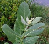 Calotropis gigantea. Верхушка растения с бутонами и гусеницей. Таиланд, о-в Пхукет, столичный ампхе Пхукет, тамбон Карон, газон у прибрежной зоны. 26.09.2019.