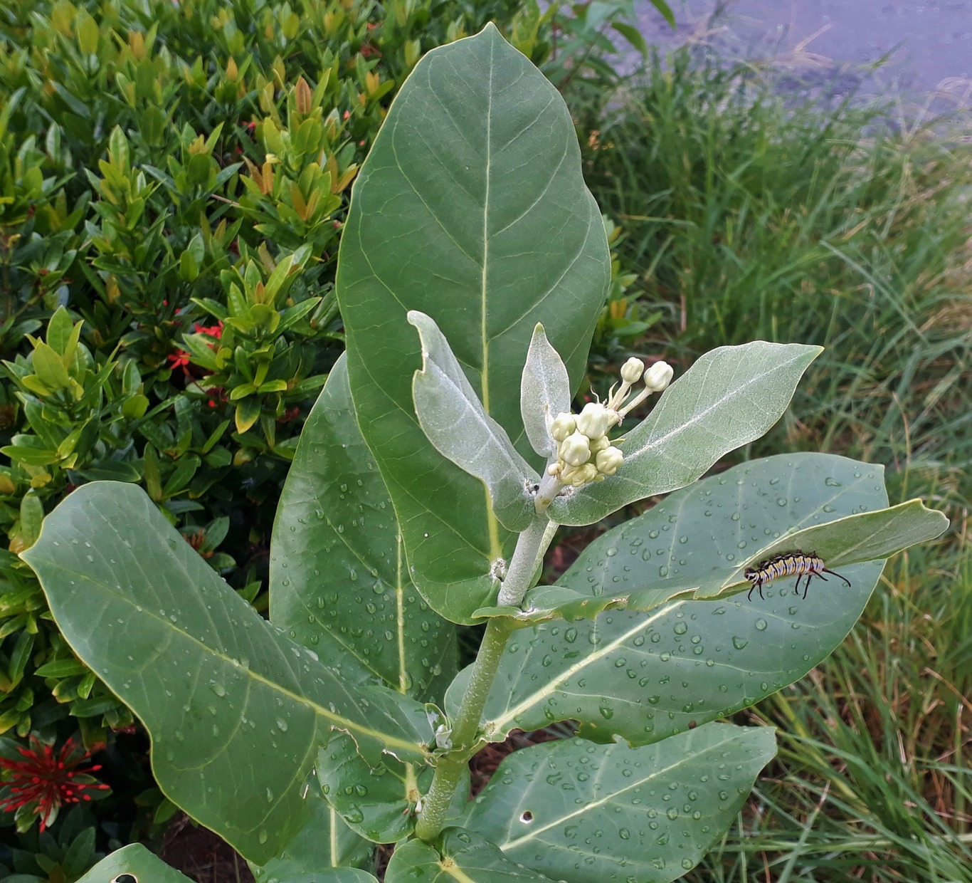 Image of Calotropis gigantea specimen.