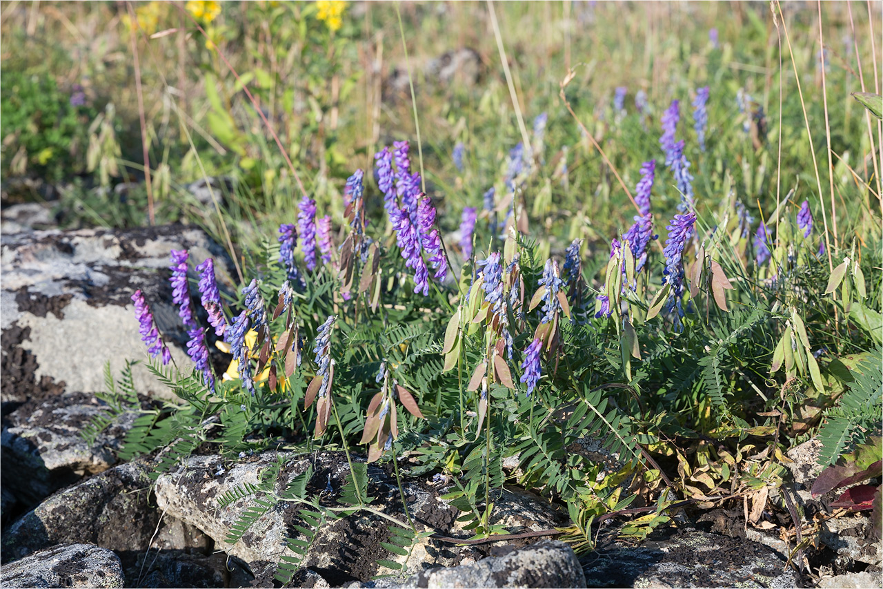 Image of Vicia cracca specimen.